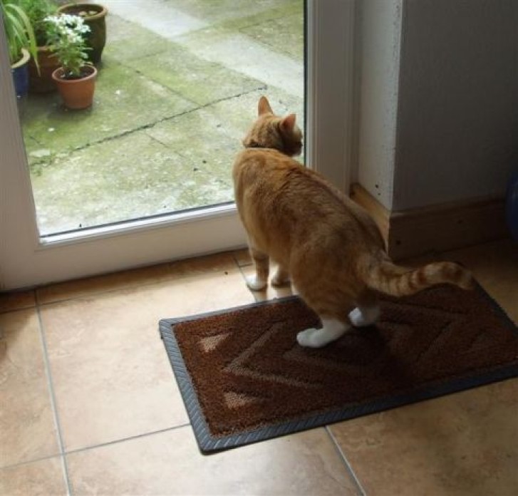 Picture of a cat / kitten / feline