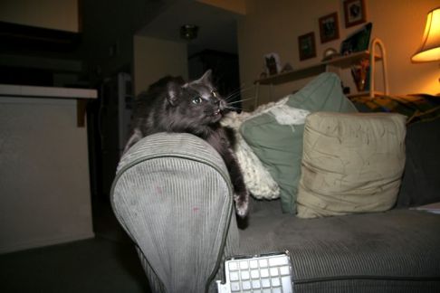 Picture of a cat / kitten / feline