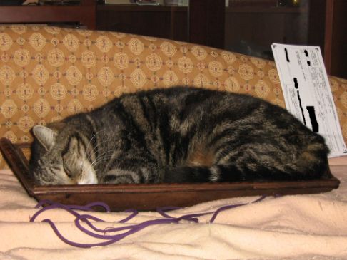 Picture of a cat / kitten / feline