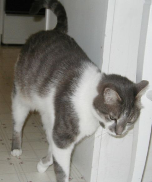 Picture of a cat / kitten / feline