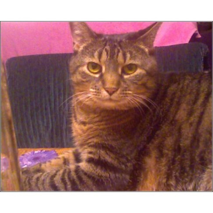 Picture of a cat / kitten / feline