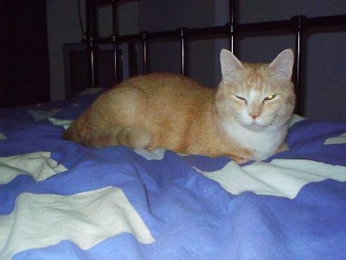 Picture of a cat / kitten / feline