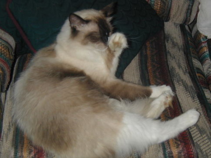 Picture of a cat / kitten / feline