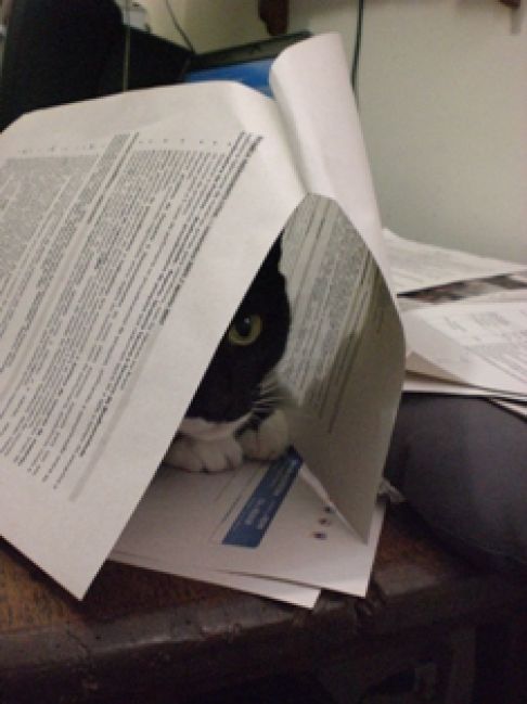 Picture of a cat / kitten / feline