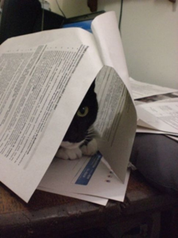 Picture of a cat / kitten / feline