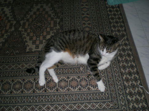 Picture of a cat / kitten / feline