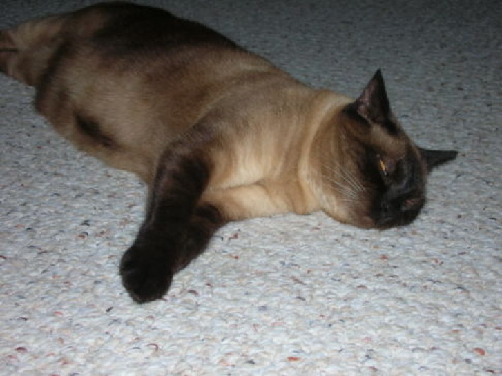 Picture of a cat / kitten / feline