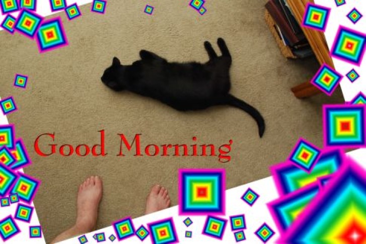 Picture of a cat / kitten / feline