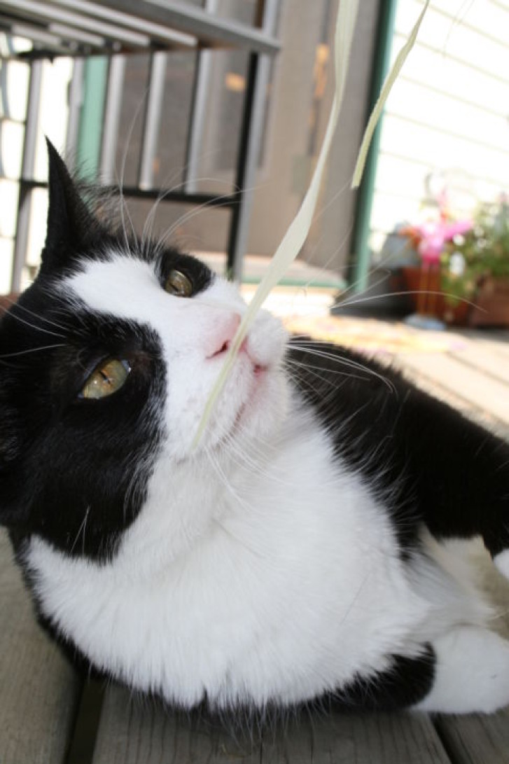 Picture of a cat / kitten / feline