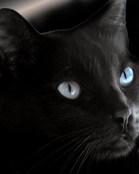 Picture of a cat / kitten / feline