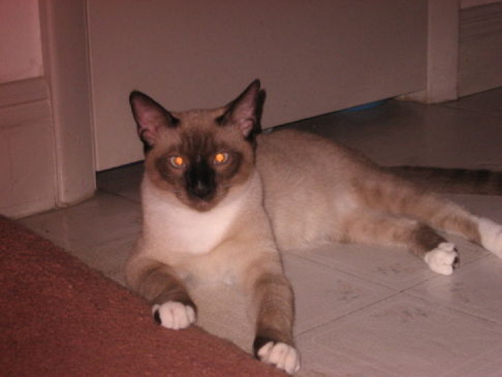 Picture of a cat / kitten / feline