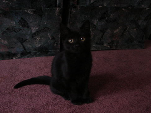 Picture of a cat / kitten / feline