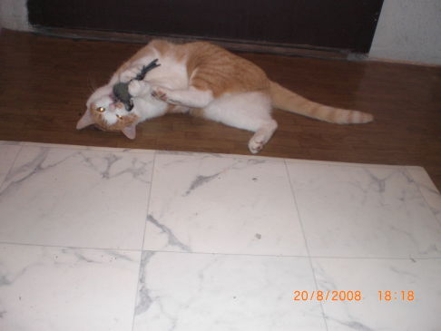 Picture of a cat / kitten / feline