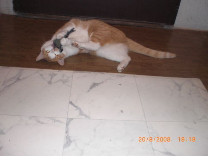 Picture of a cat / kitten / feline