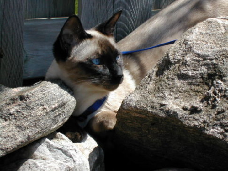 Picture of a cat / kitten / feline