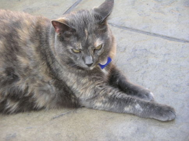 Picture of a cat / kitten / feline