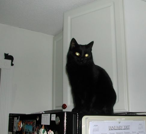 Picture of a cat / kitten / feline