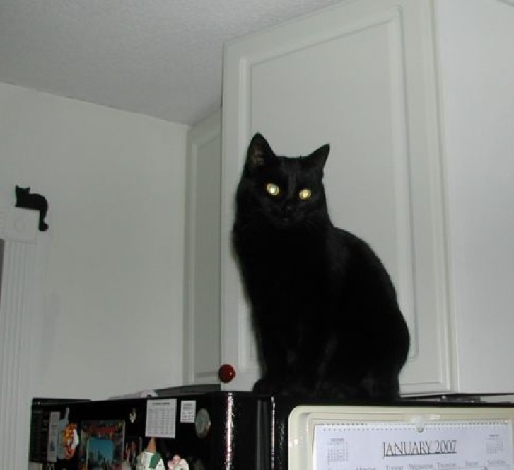 Picture of a cat / kitten / feline