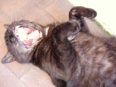 Picture of a cat / kitten / feline