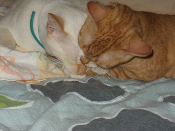 Picture of a cat / kitten / feline