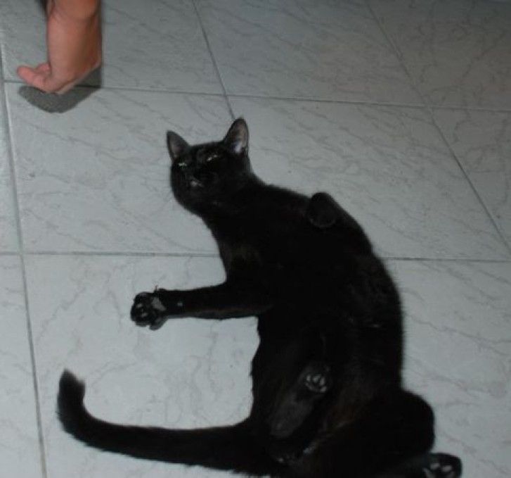 Picture of a cat / kitten / feline