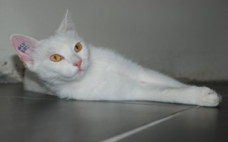 Picture of a cat / kitten / feline