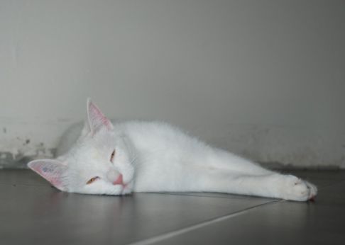 Picture of a cat / kitten / feline