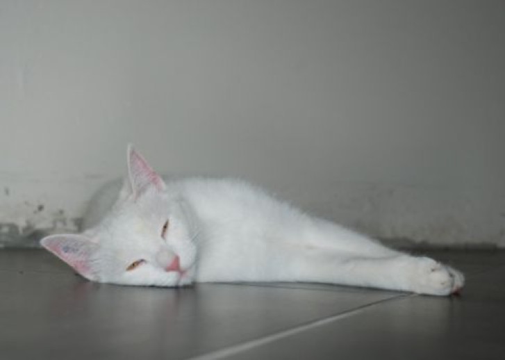 Picture of a cat / kitten / feline