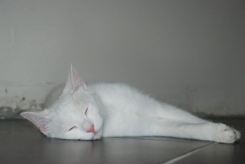 Picture of a cat / kitten / feline