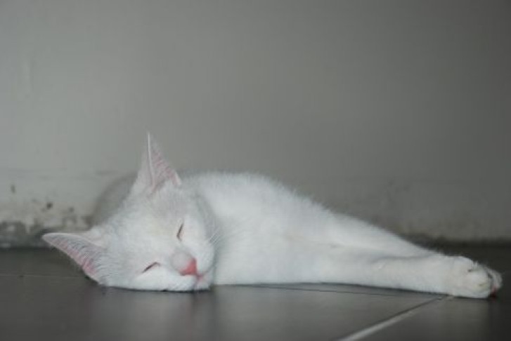 Picture of a cat / kitten / feline