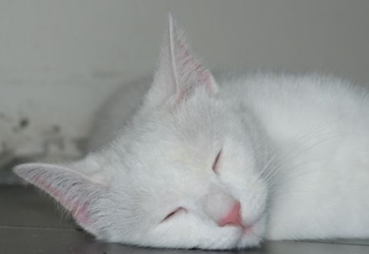 Picture of a cat / kitten / feline