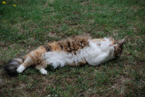 Picture of a cat / kitten / feline