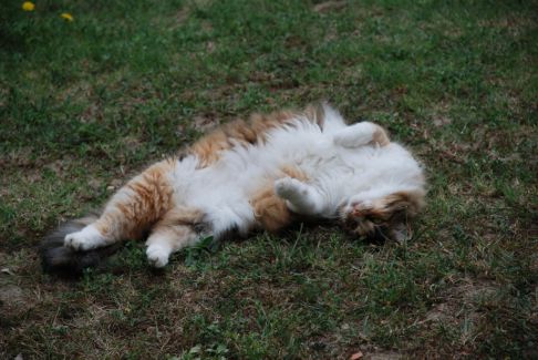 Picture of a cat / kitten / feline