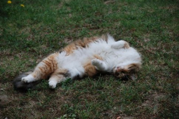 Picture of a cat / kitten / feline