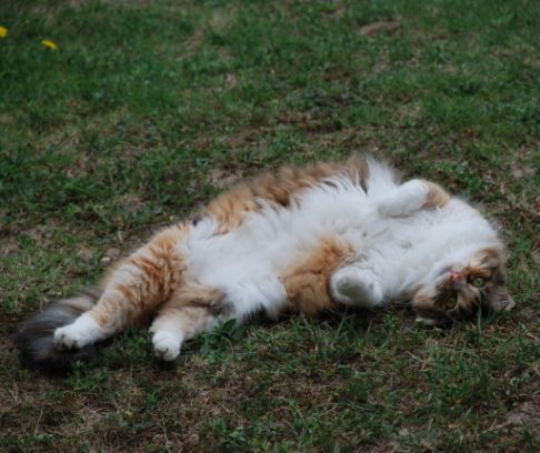 Picture of a cat / kitten / feline