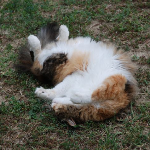 Picture of a cat / kitten / feline