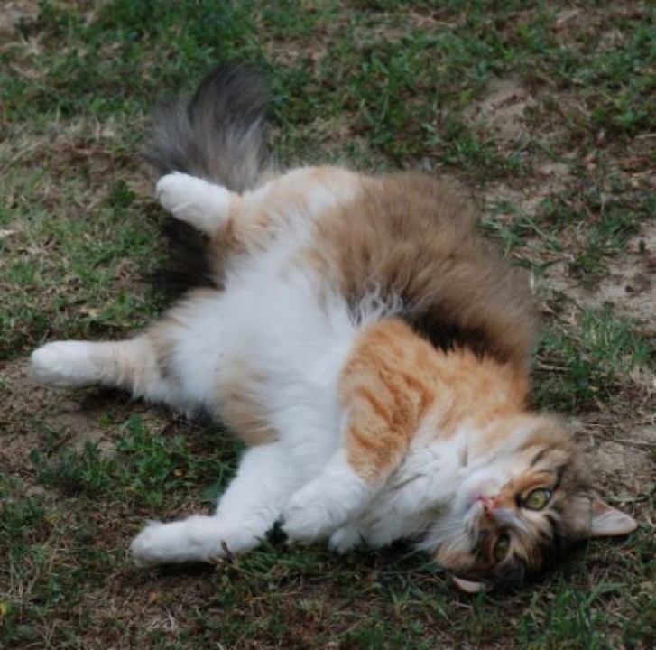 Picture of a cat / kitten / feline