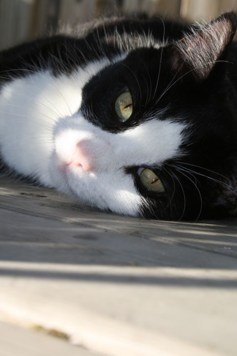 Picture of a cat / kitten / feline