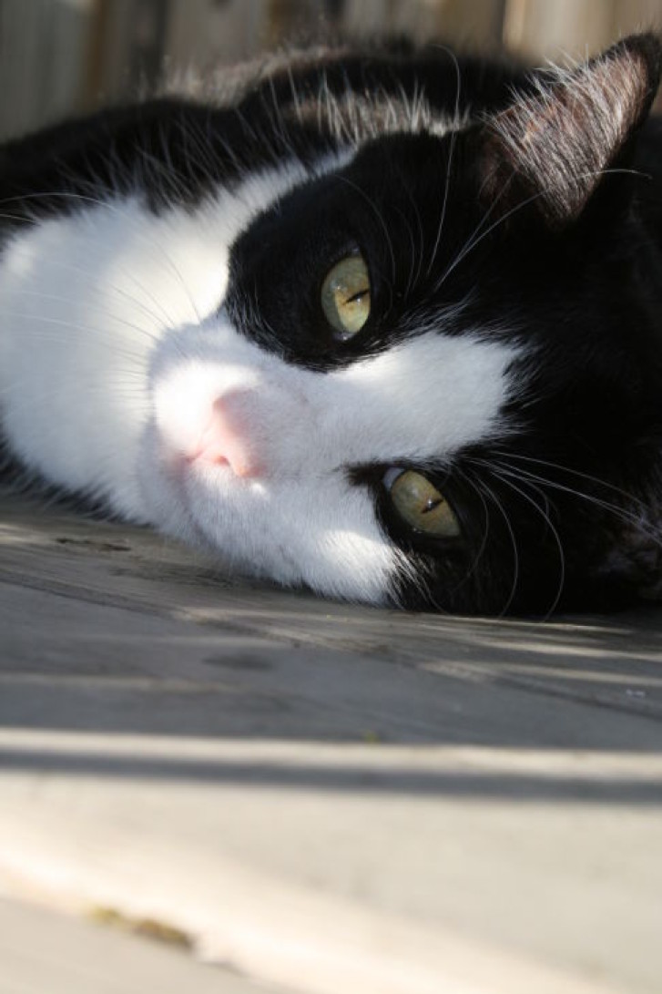 Picture of a cat / kitten / feline