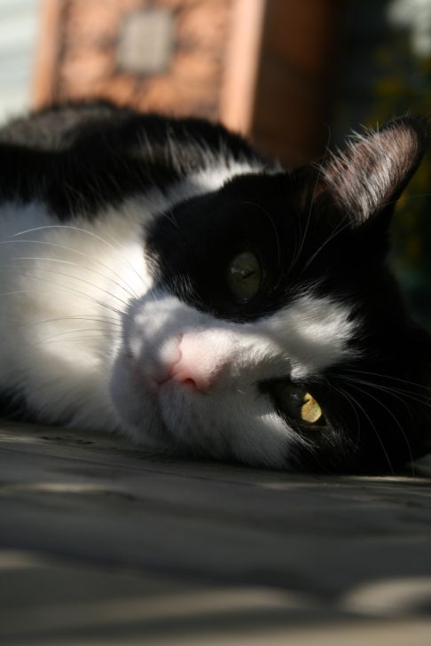 Picture of a cat / kitten / feline