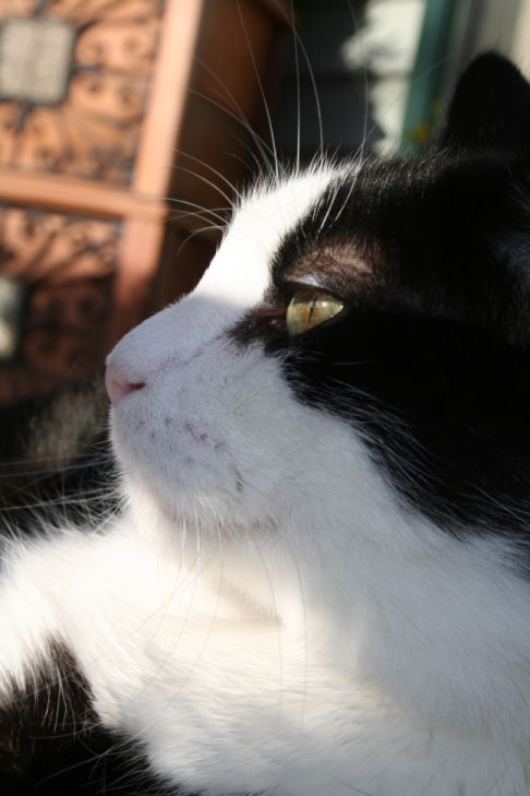 Picture of a cat / kitten / feline