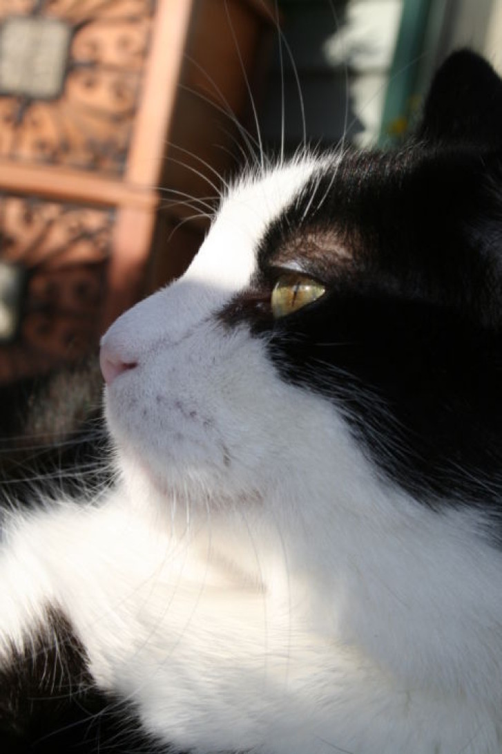 Picture of a cat / kitten / feline