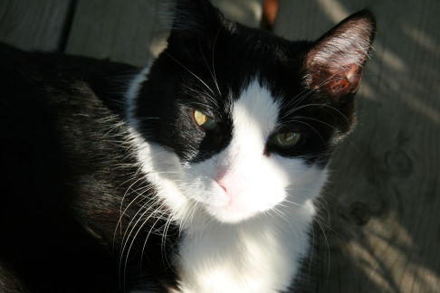 Picture of a cat / kitten / feline