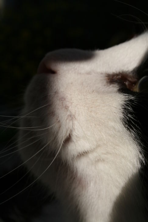 Picture of a cat / kitten / feline