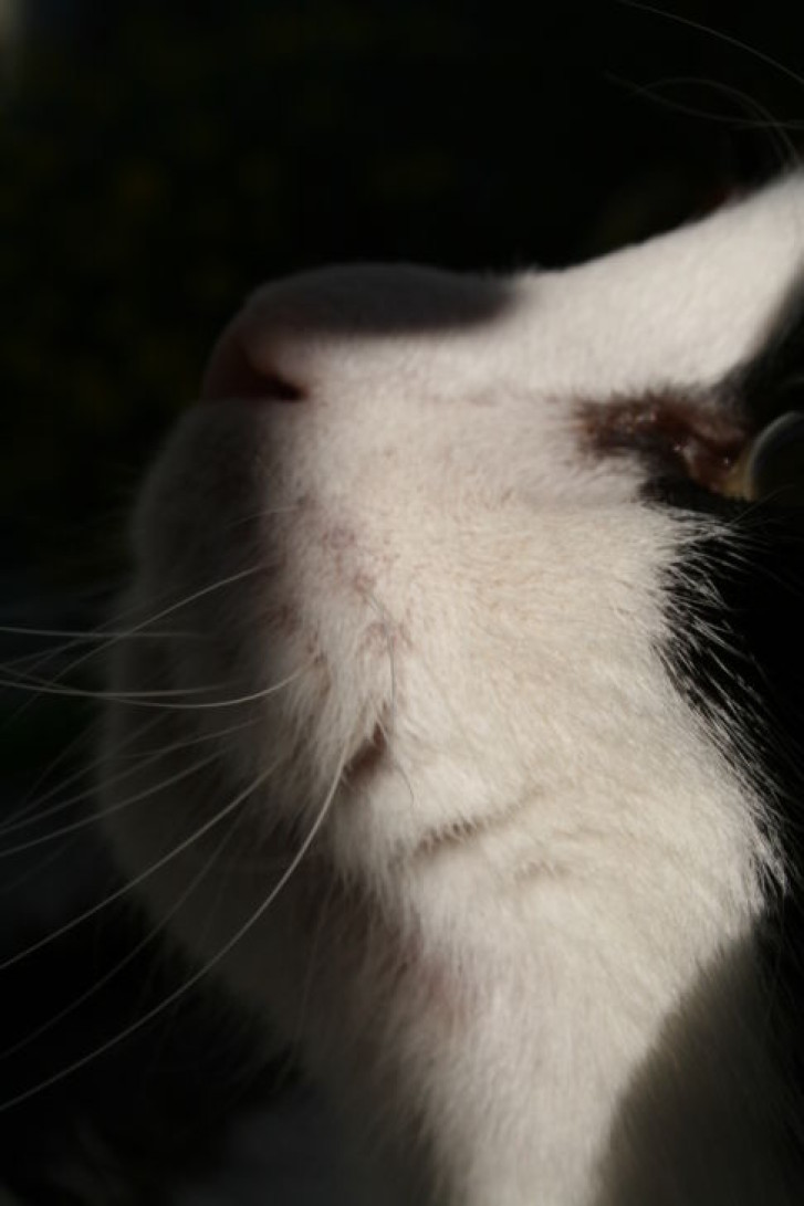 Picture of a cat / kitten / feline