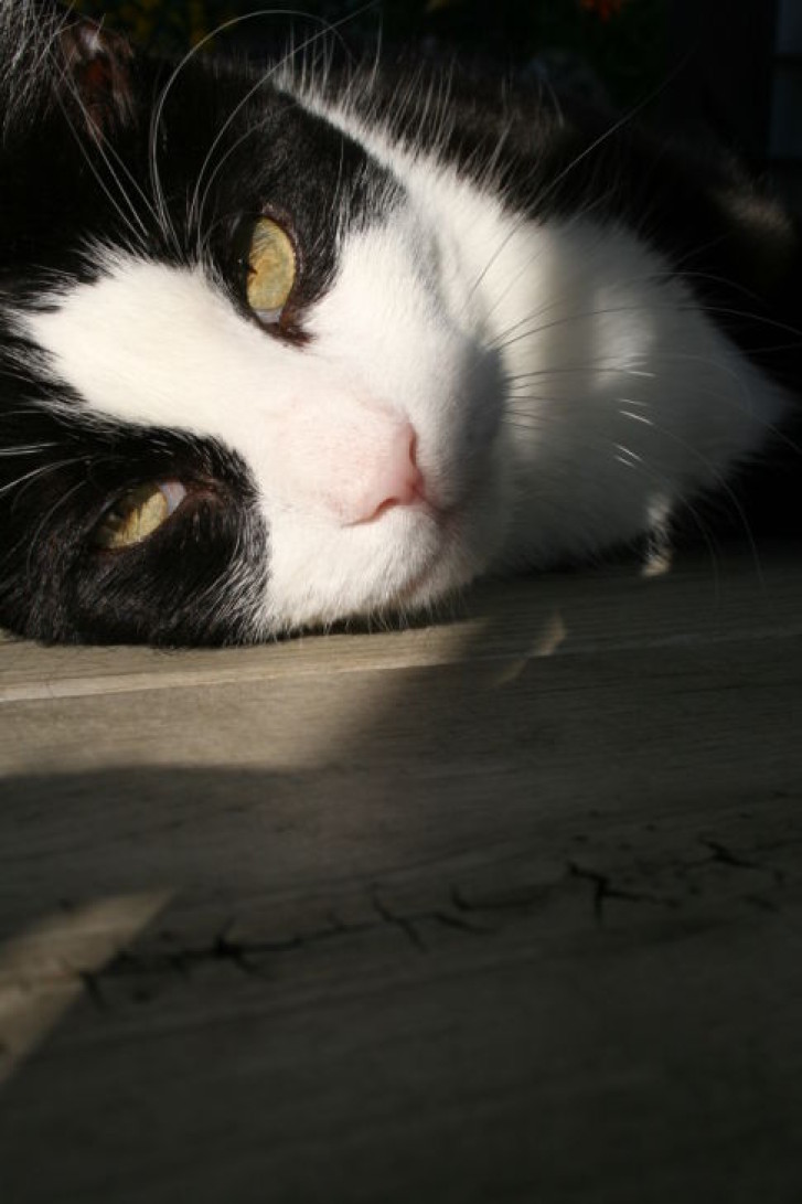 Picture of a cat / kitten / feline