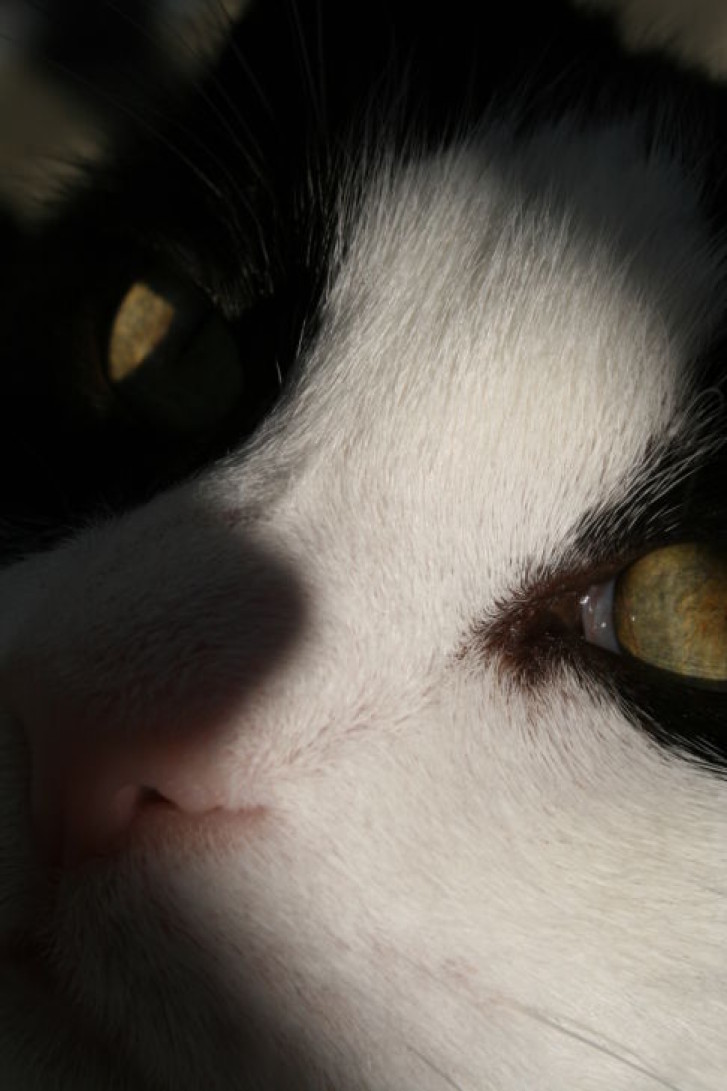 Picture of a cat / kitten / feline