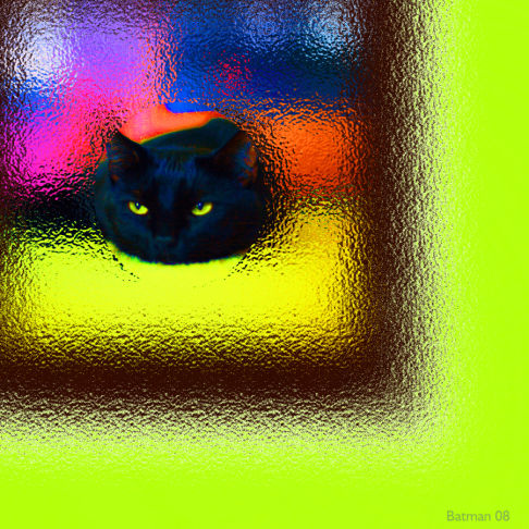 Picture of a cat / kitten / feline