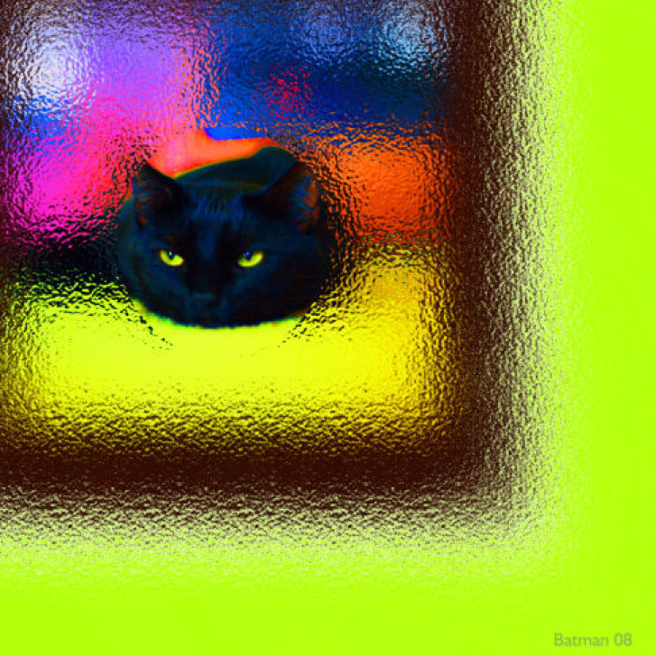 Picture of a cat / kitten / feline