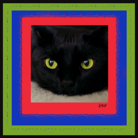 Picture of a cat / kitten / feline